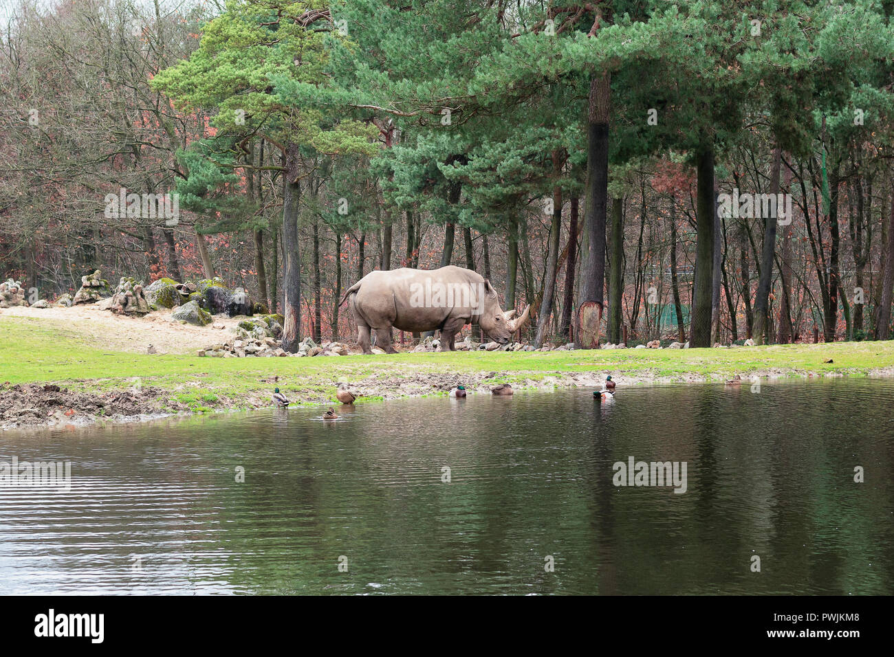 Rhinoceros on the edge of puddle in Burgers' Zoo in The Netherlands Stock Photo
