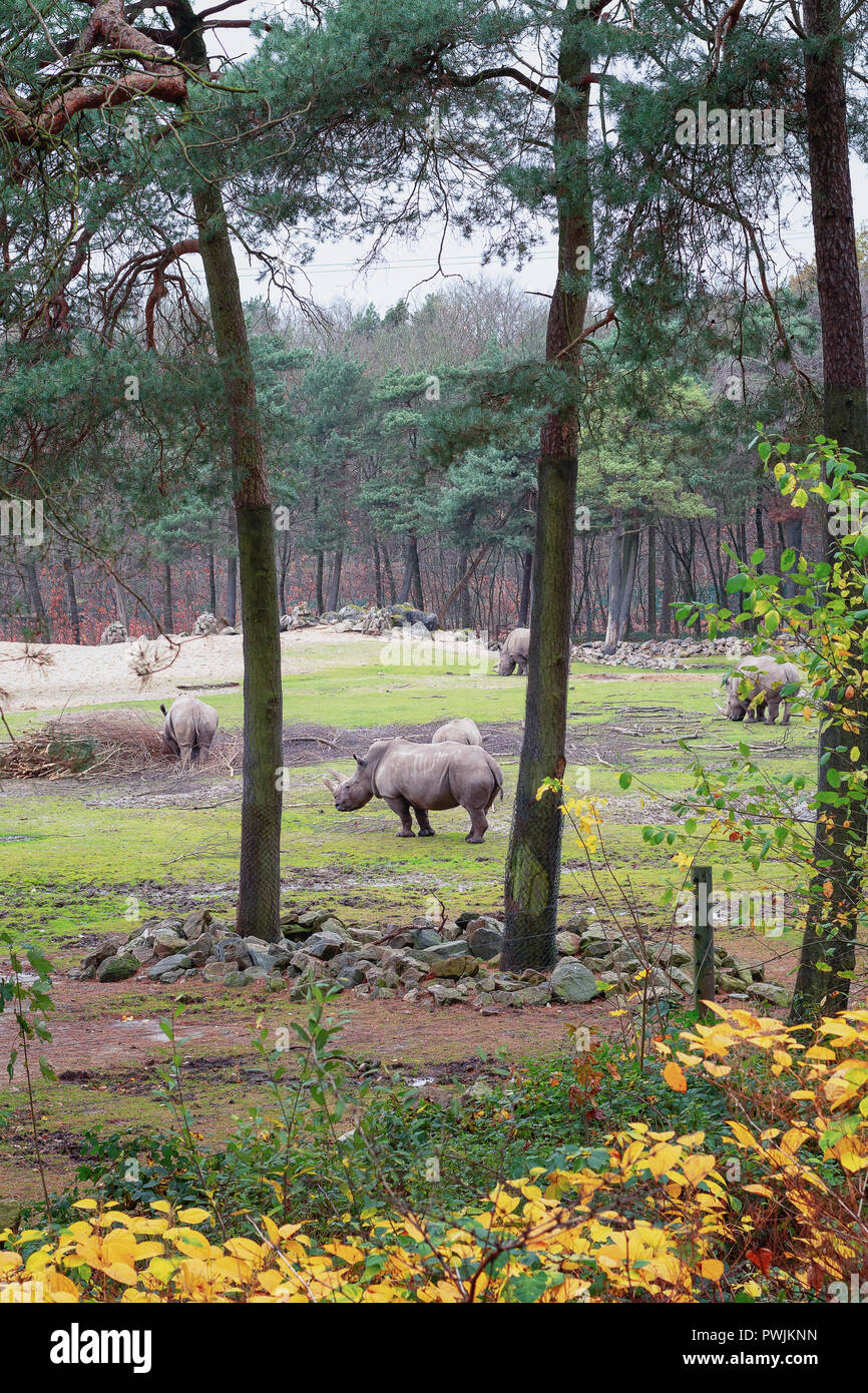 Group of rhinos grazing on the meadow in the Burgers' Zoo in The Netherlands Stock Photo