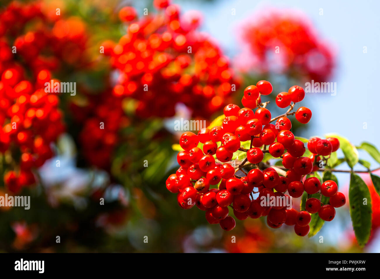 Cotoneaster Tree with Bright Red Berries in Autumn Stock Photo - Alamy