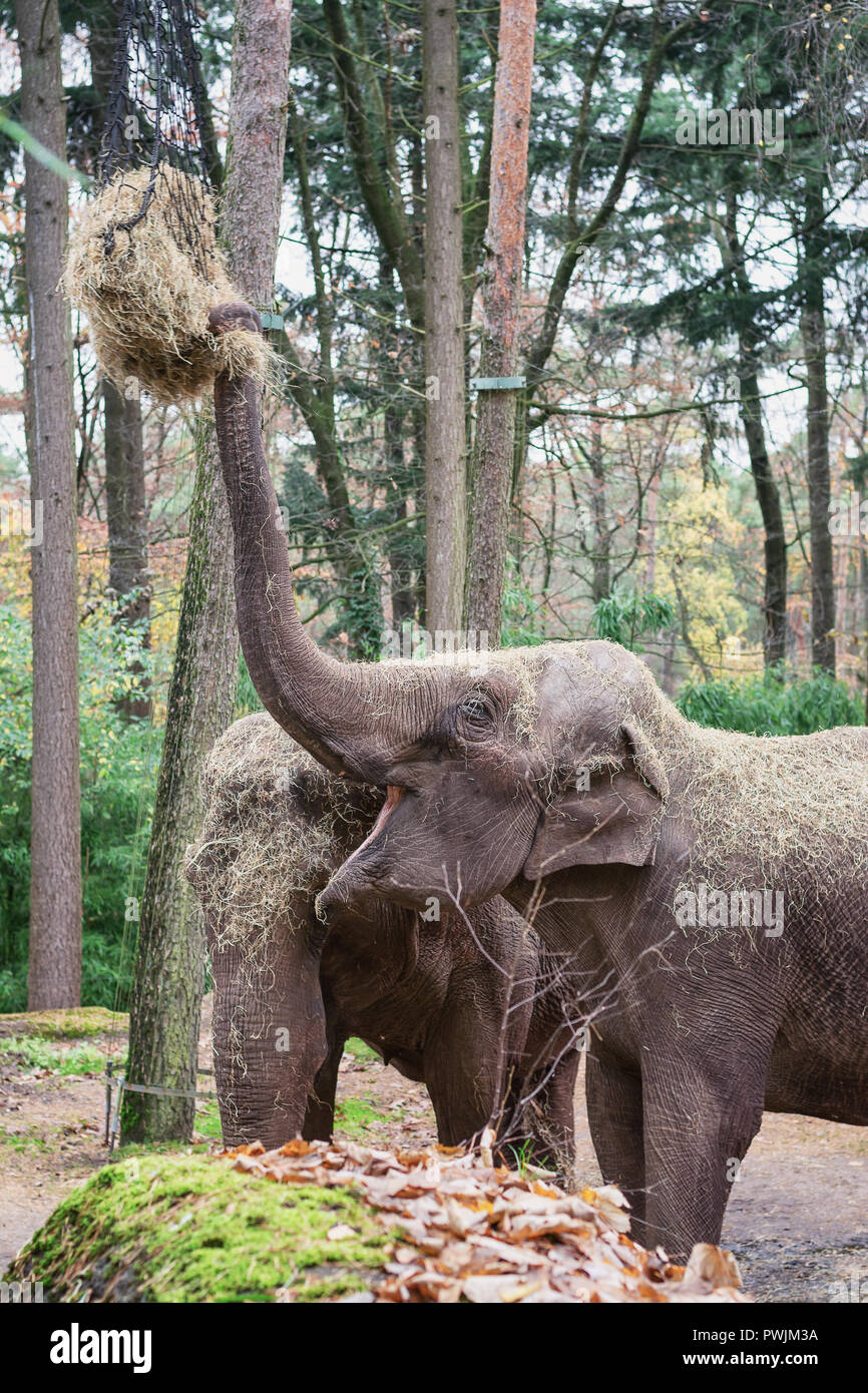 Elephant plays with a hay bale hanging high in the tree in Burgers' Zoo in The Netherlands Stock Photo