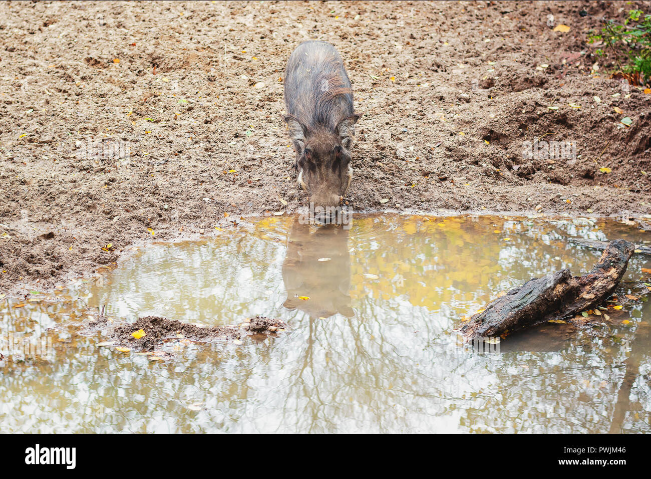 Common warthog drinking from a puddle in Burgers' Zoo in The Netherlands Stock Photo