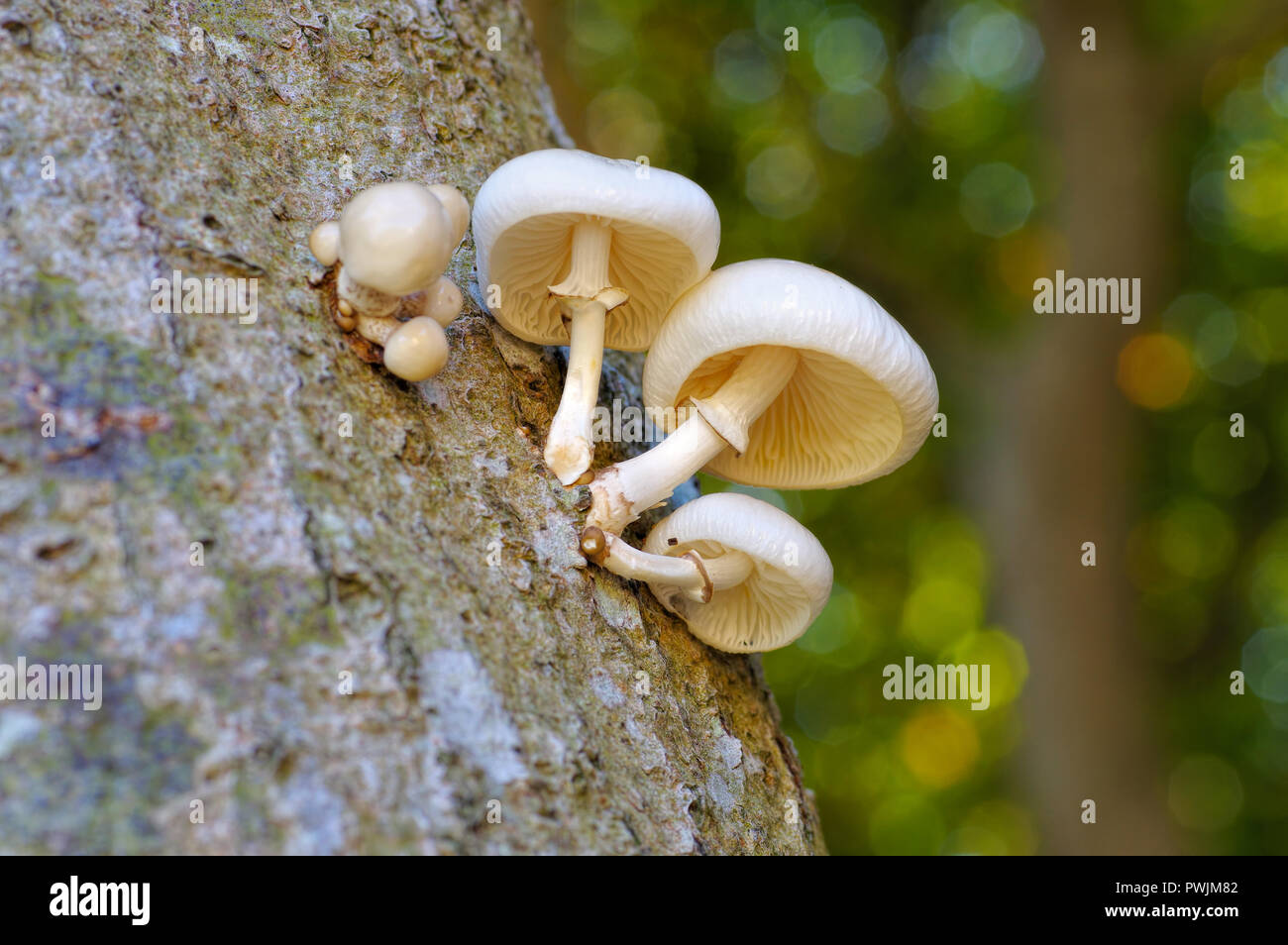 porcelain fungus or Oudemansiella mucida in autumn forest Stock Photo