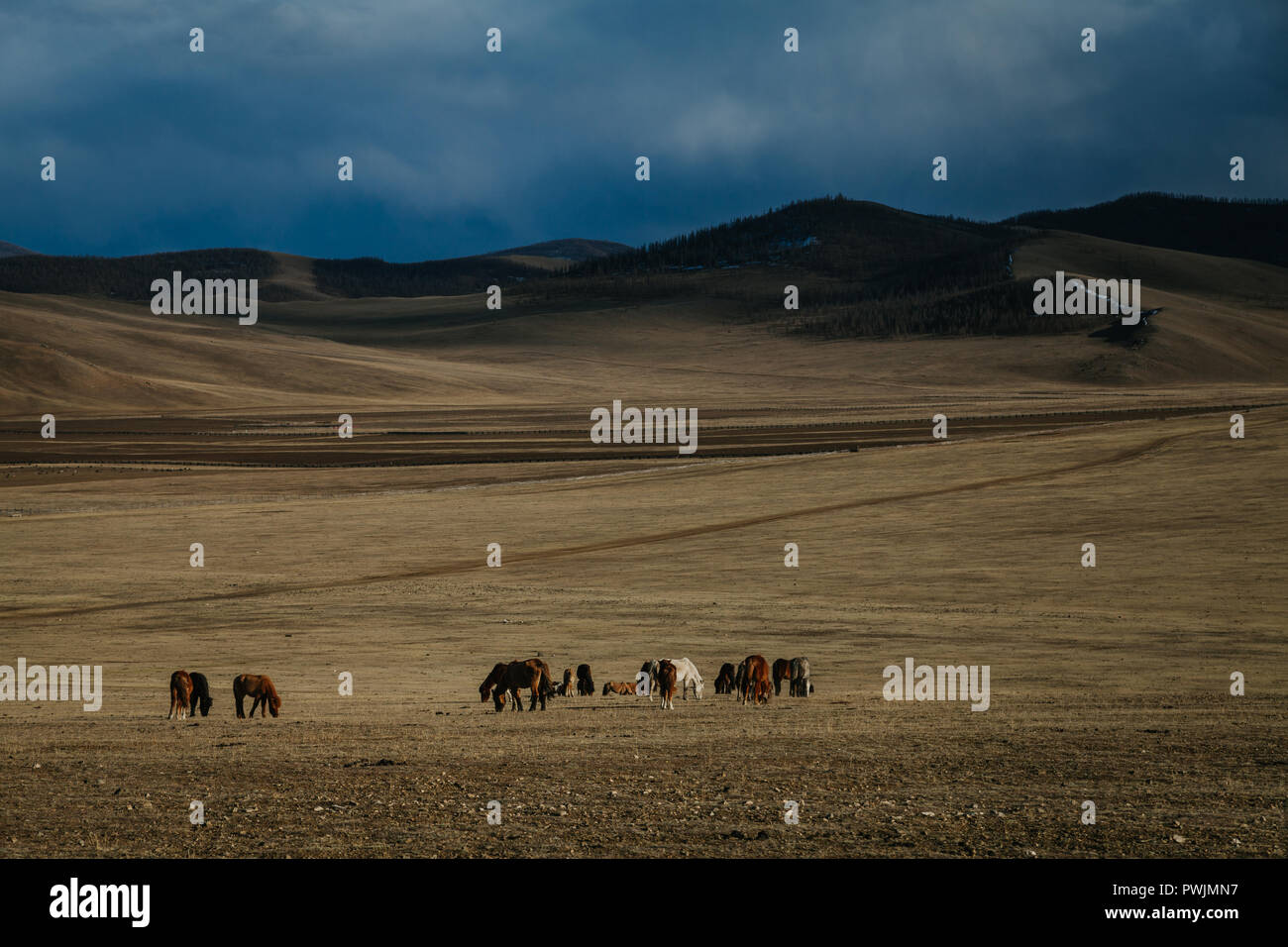 Horses grazing in the vast Mongolian countryside, mountains in the ...