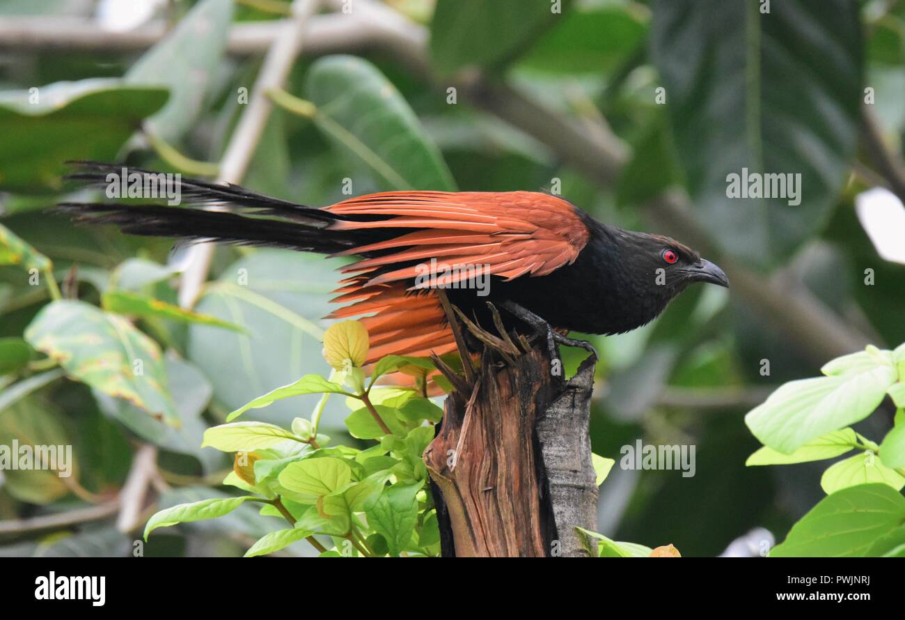 Greater Coucal on tree branch Stock Photo