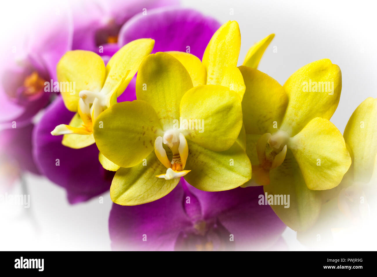 Complementary colors: pink and yellow orchids Stock Photo