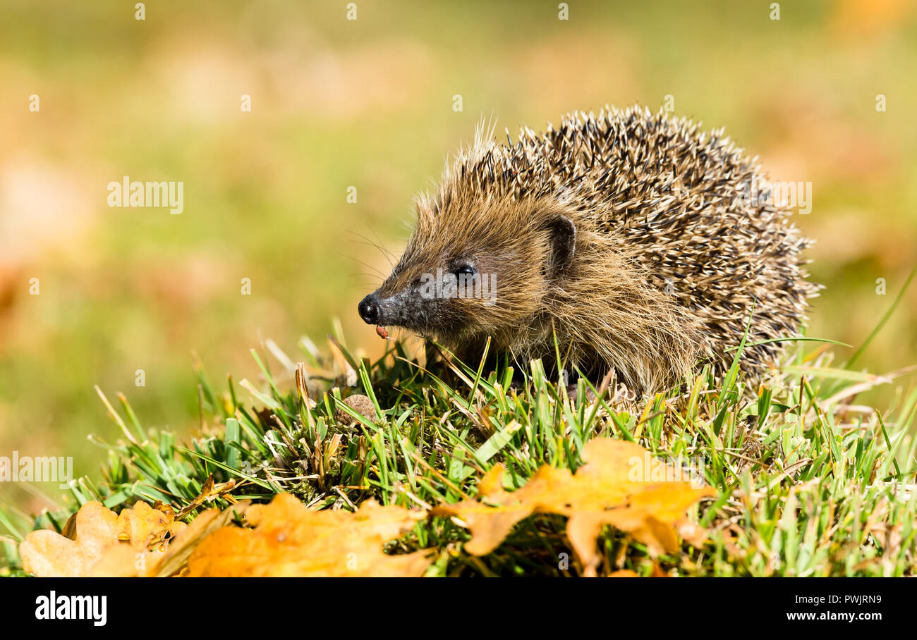 Hedgehog, wild, native European hedgehog in natural habitat with Autumn or Fall colours and golden oak leaves.  Erinaceus europaeus. Horizontal Stock Photo
