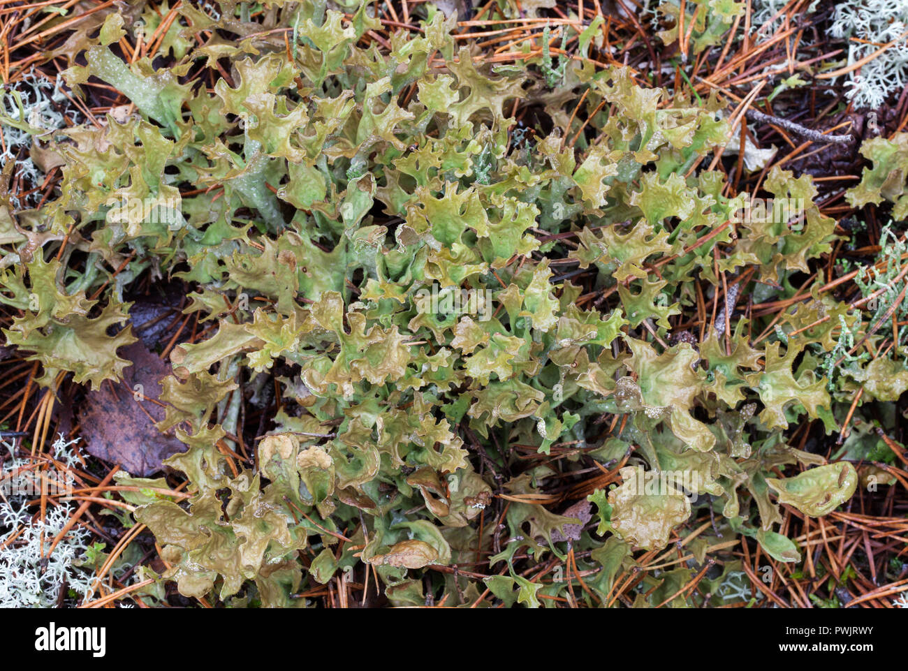 Iceland moss growth (Cetraria islanidca) Stock Photo