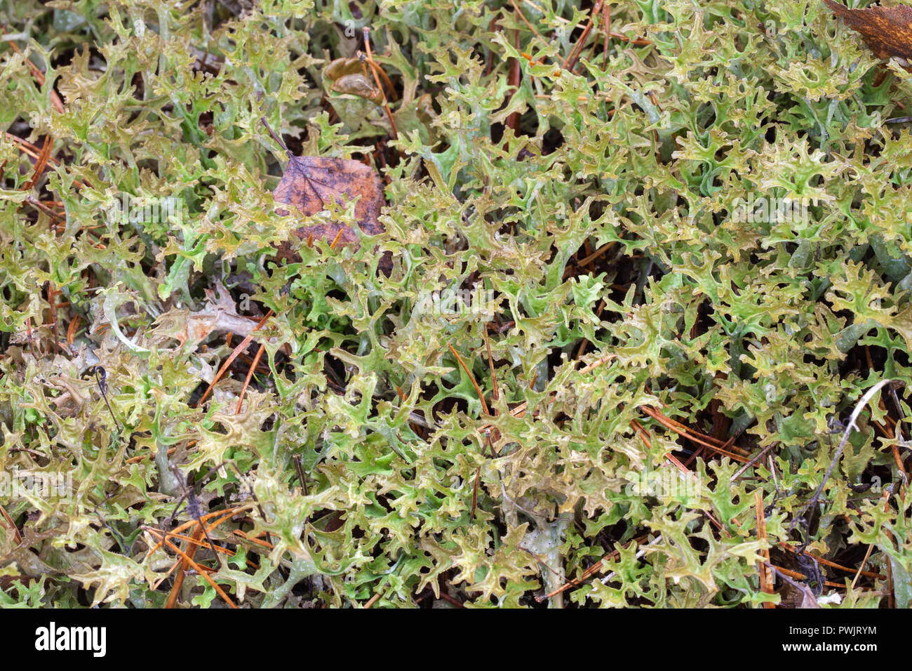 Iceland moss growth (Cetraria islanidca) Stock Photo