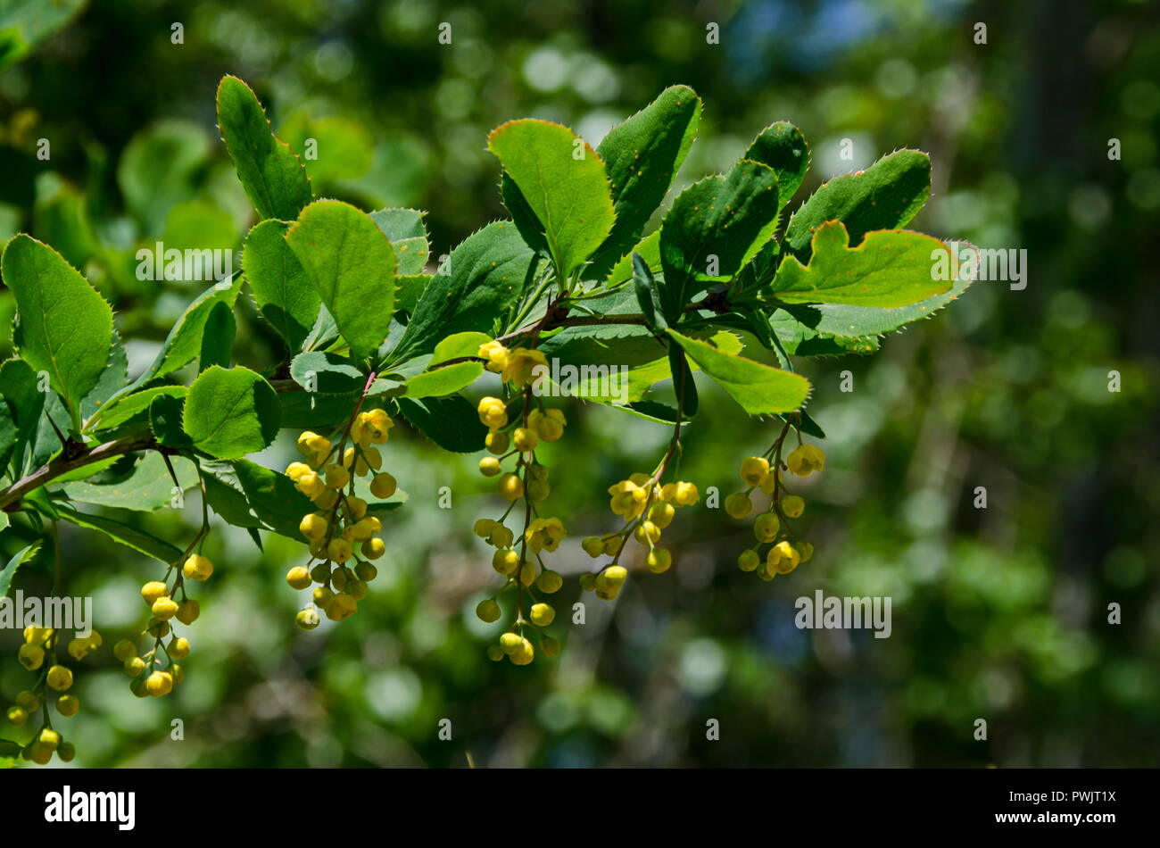 View of Berberis with broad leaves, highly branched, prickly bush and yellow aromatic flowers  in  the  Lozen mountain, Bulgaria Stock Photo