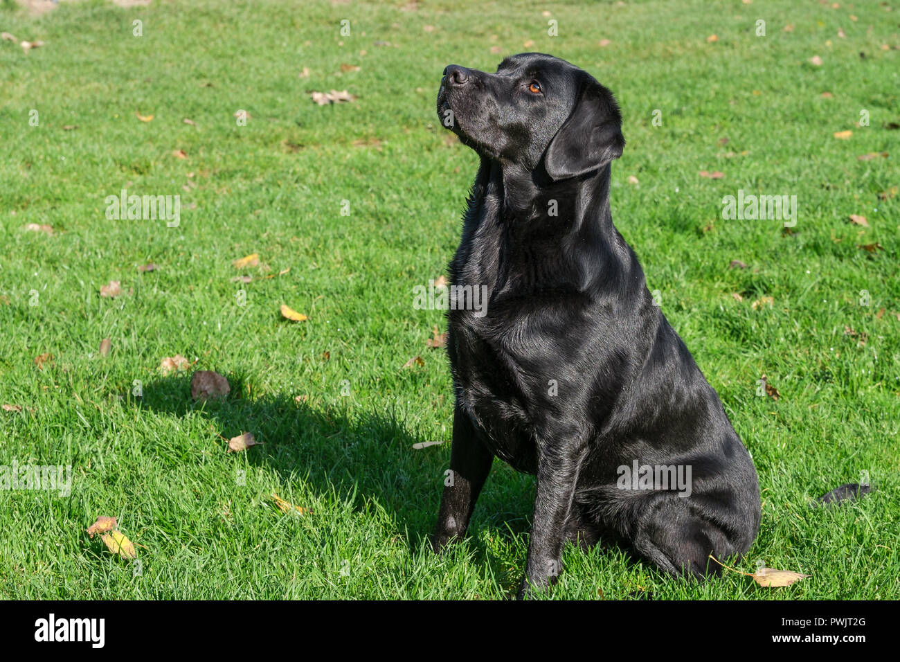 adult black lab