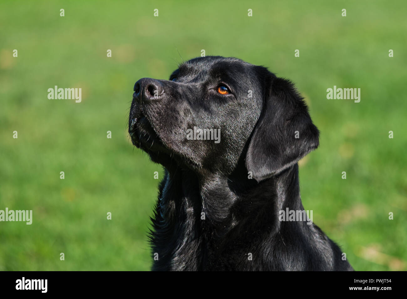 Black Labrador Retriever male adult. Stock Photo