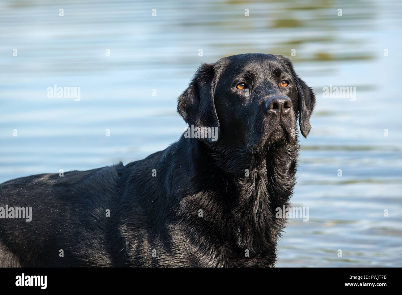 Male Black Labrador Adult High Resolution Stock Photography and Images ...