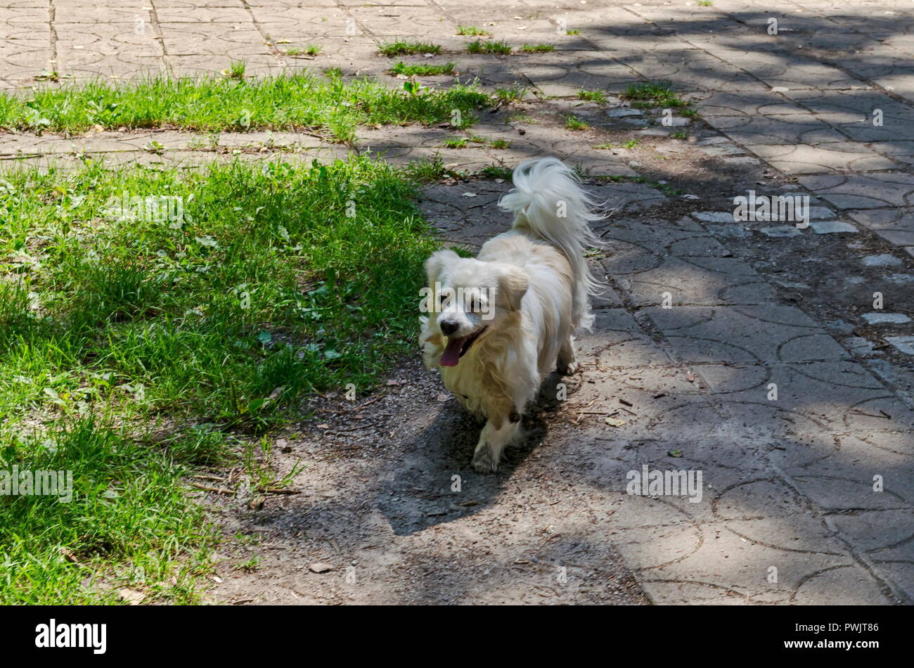White American Eskimo  dog run on the  path in green meadow, natural old North park, Sofia, Bulgaria Stock Photo