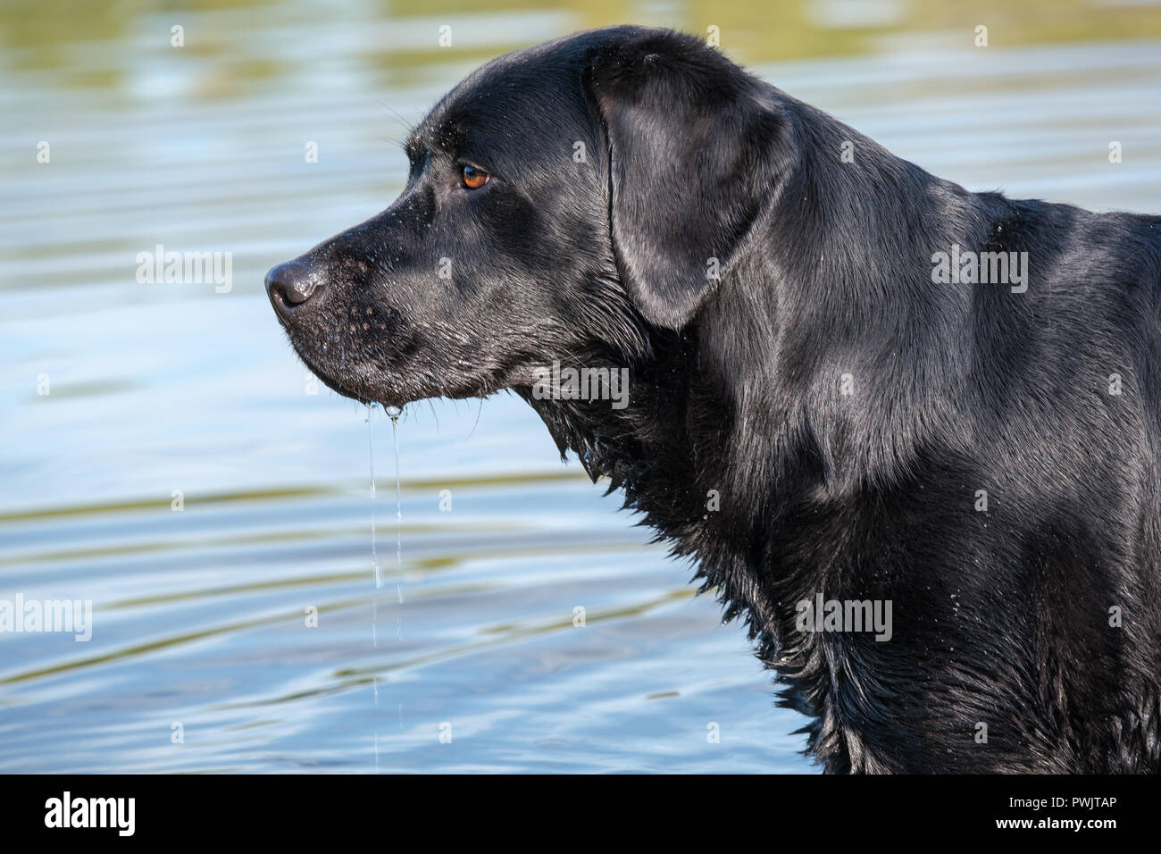 Black Labrador Retriever male adult. Stock Photo