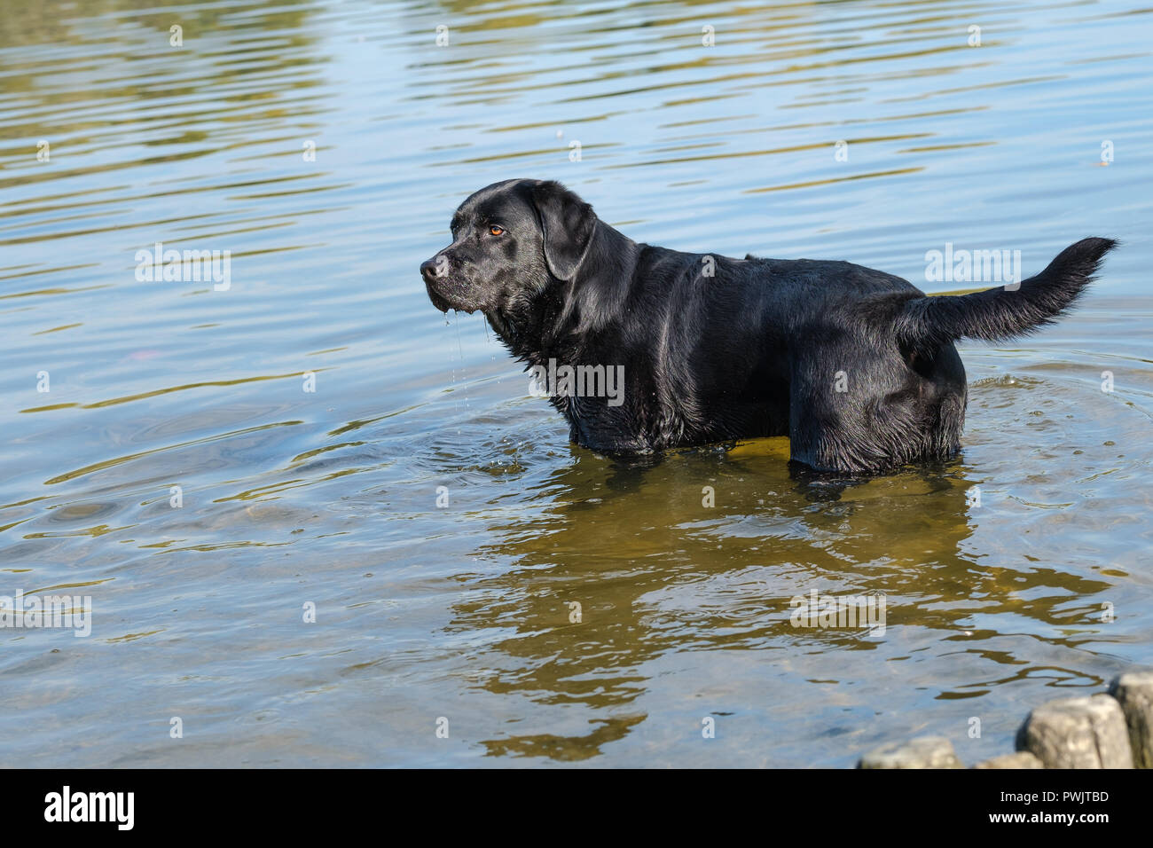 Male black labrador retriever hi-res stock photography and images - Alamy