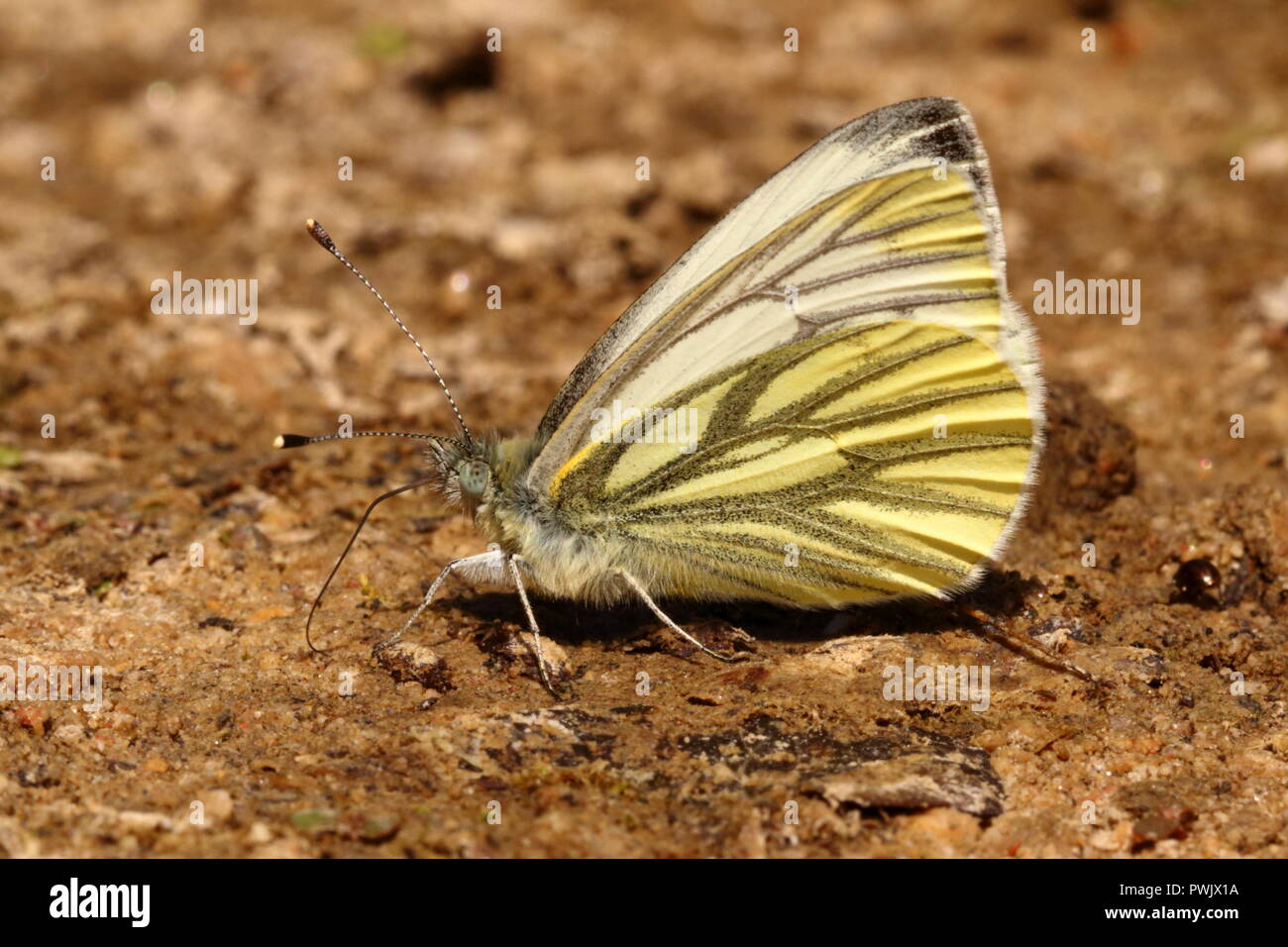 Green-veined White Butterfly extracting nutrients from damp ground Stock Photo