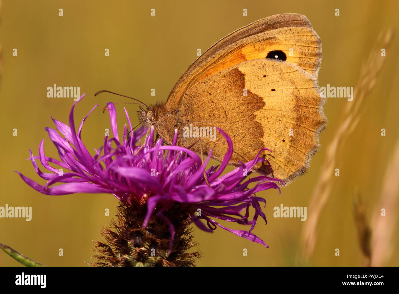 Meadow Brown Butterfly nectaring on Knapweed Stock Photo