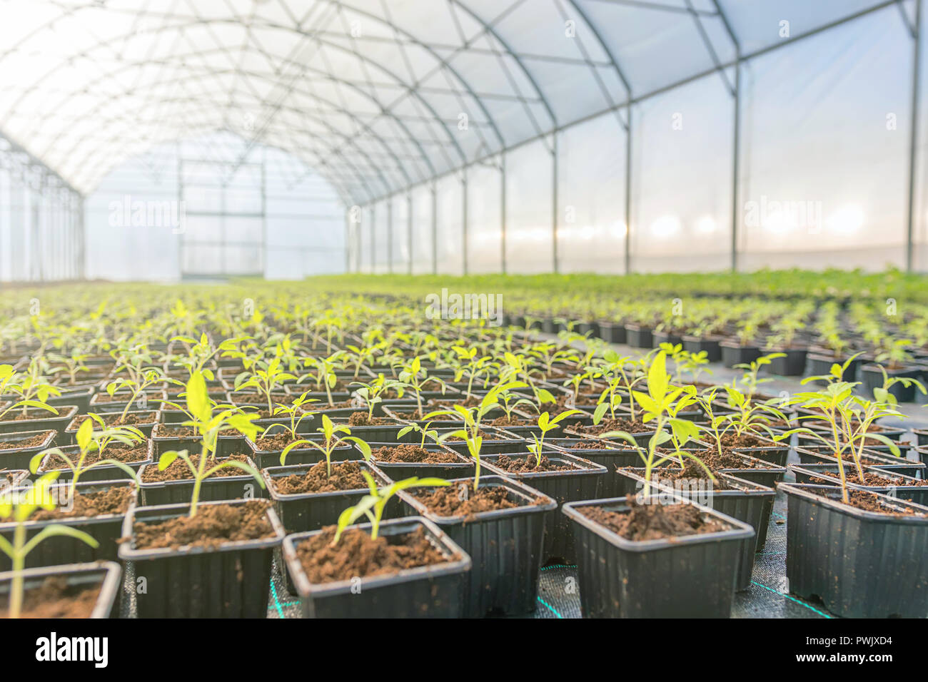 Young plants growing in a greenhouse Stock Photo - Alamy