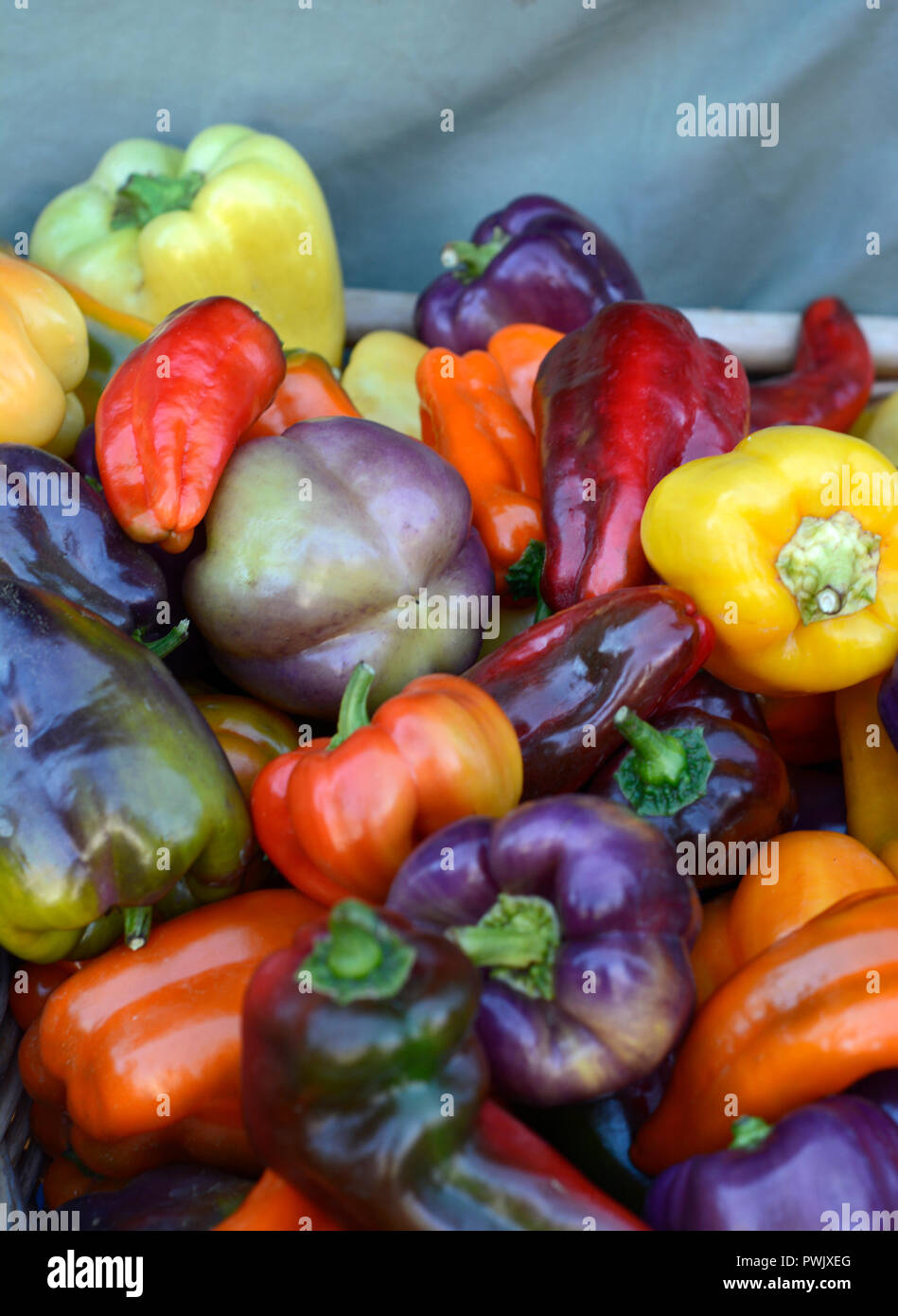 A variety of colorful peppers for sale at a farmers’ market in New ...