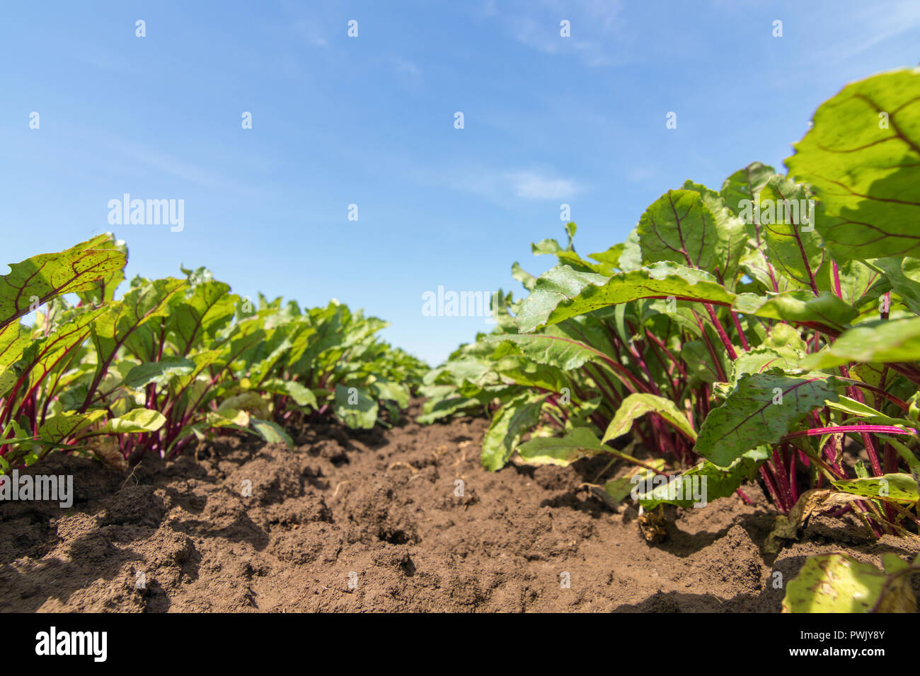 Field of the red beetroot. Young green beetroot plants Stock Photo Alamy