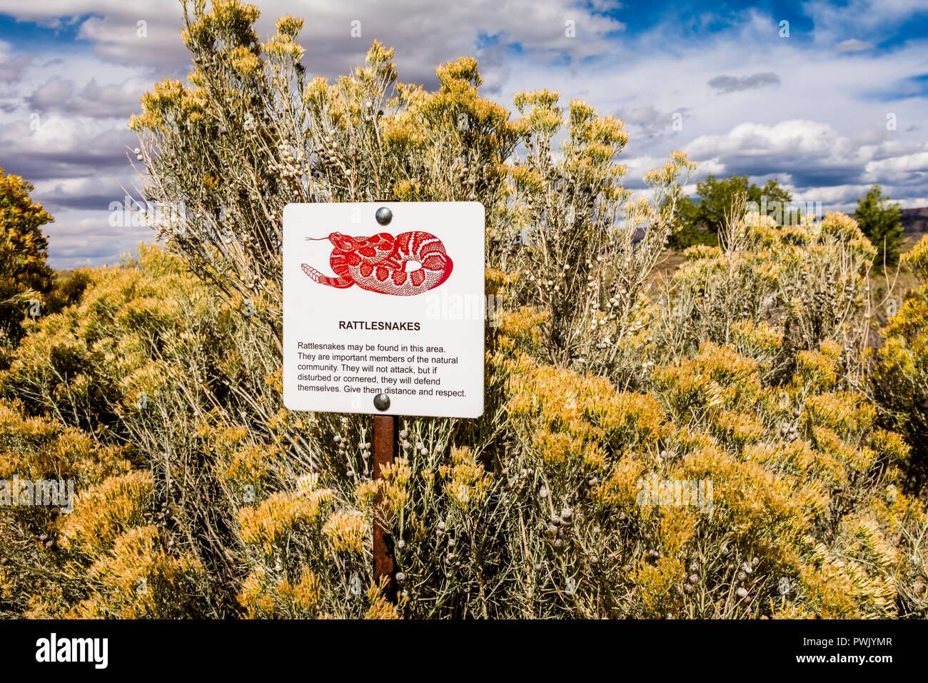 Rattlesnake warning sign in a chamisa bush, ericameria nauseosa, at El  Malpais National Monument, New Mexico,USA. Stock Photo