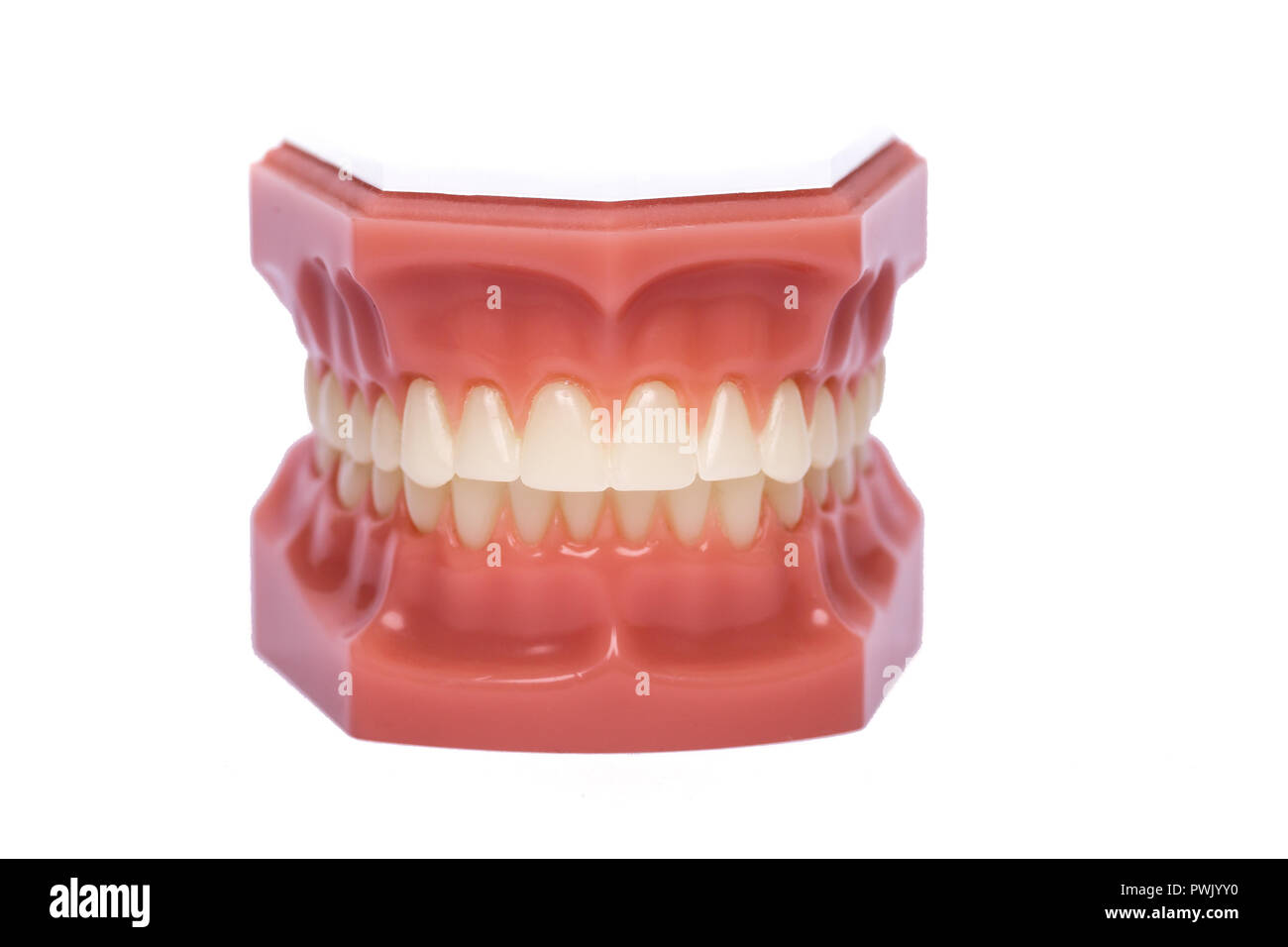 Orthodontic Model used in dental surgery for demonstration and education. Stock Photo