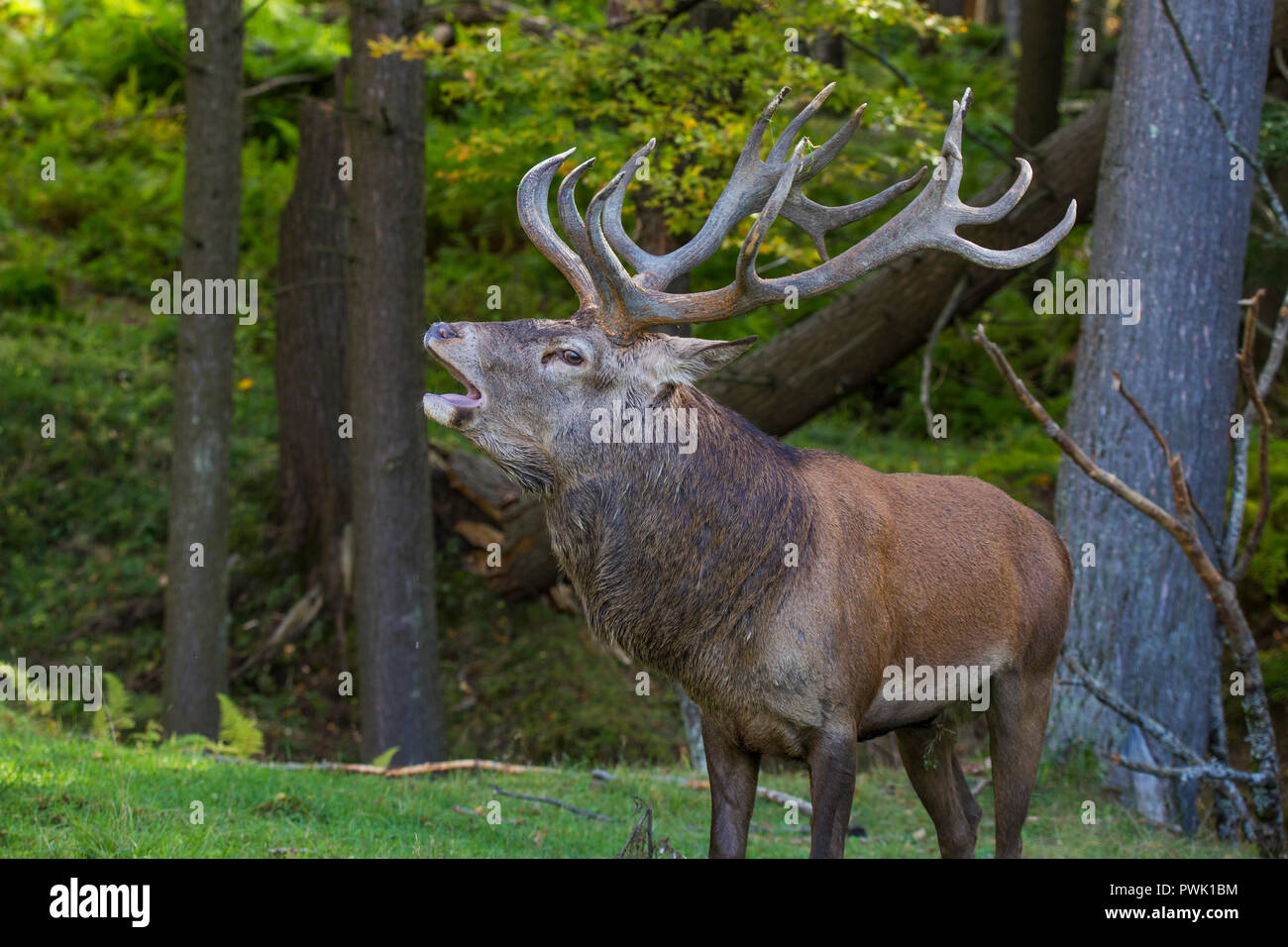 red deer in rut Stock Photo