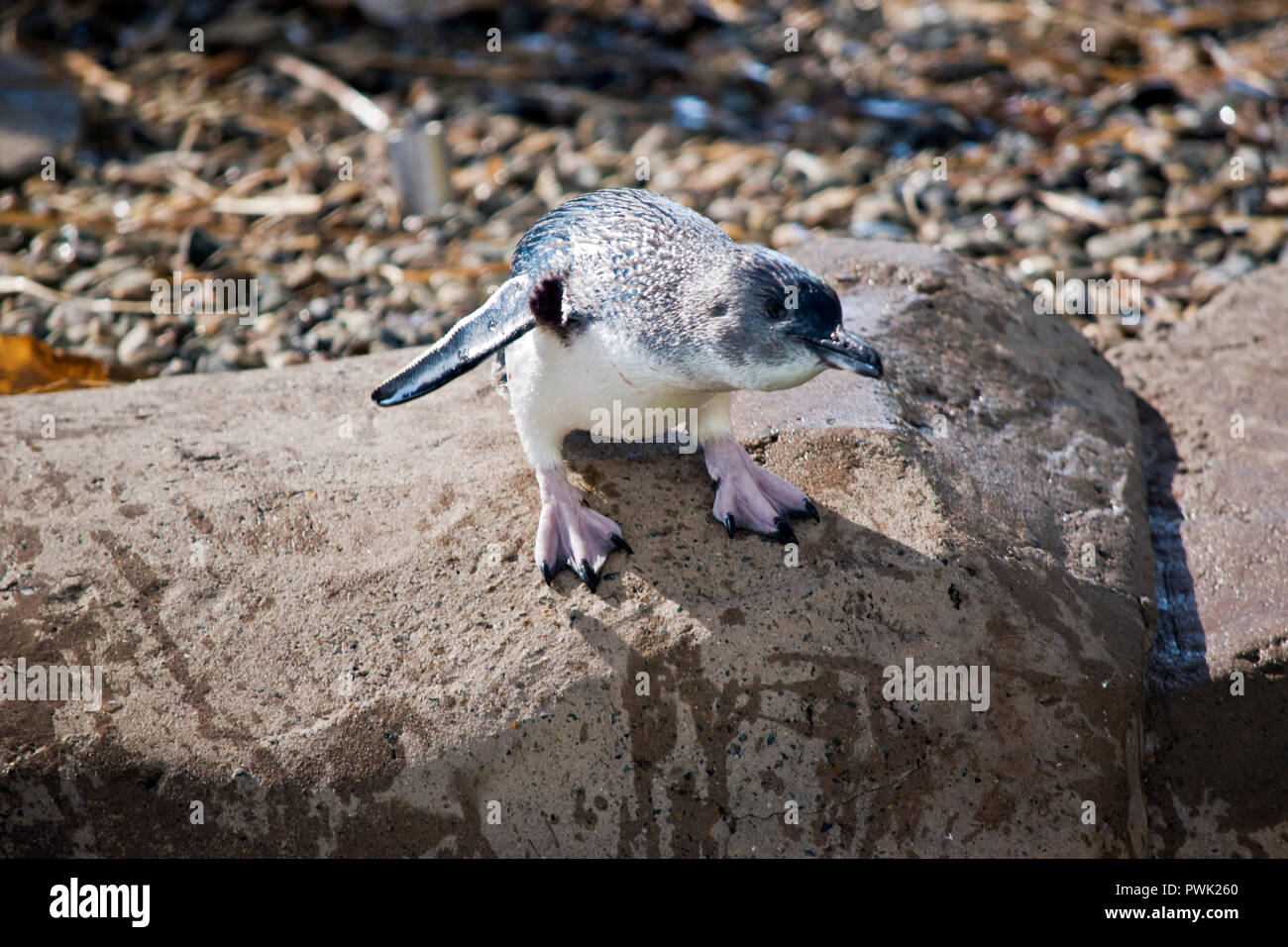 the penguin is standing on a rock about to jump into the water Stock Photo