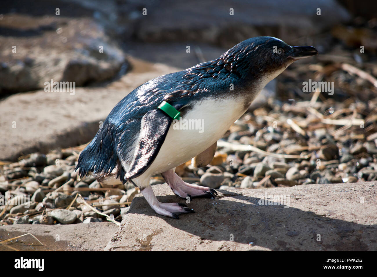 this is a side view of a penguin Stock Photo