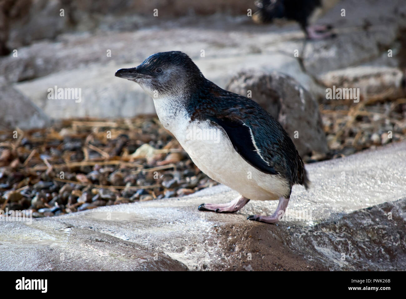 this is a side view of a penguin Stock Photo