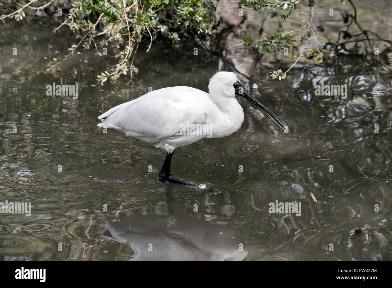 this is a side view of a female Royal spoonbill Stock Photo