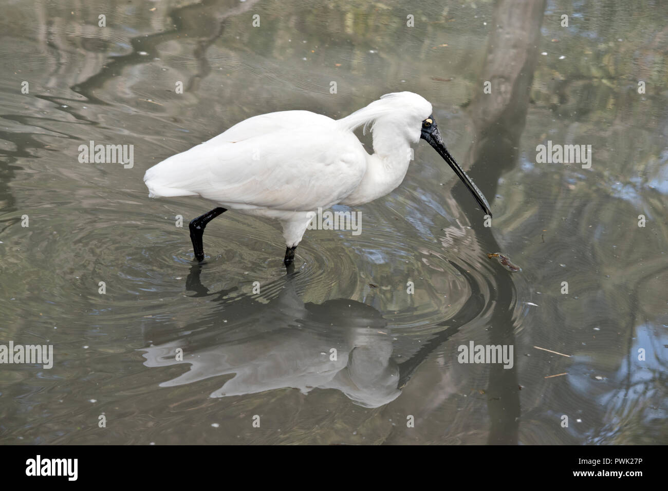 this is a side view of a male Royal spoonbill and his reflection in the water Stock Photo