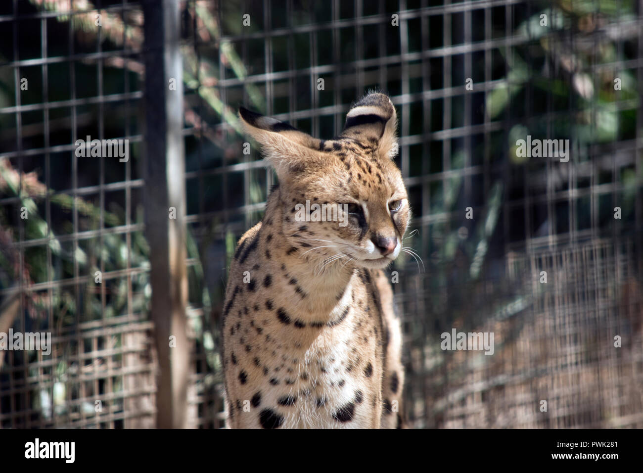 the several is a sleek spotted cat with whiskers Stock Photo