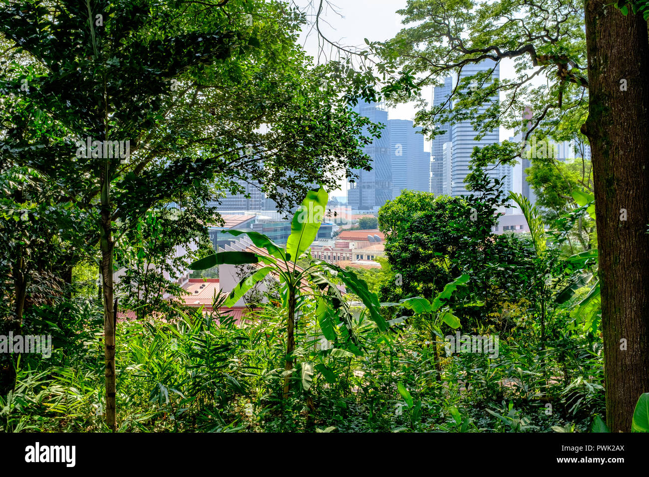 View of Singapore central business district through lush tropical vegetation of historic colonial Fort Canning Park Stock Photo