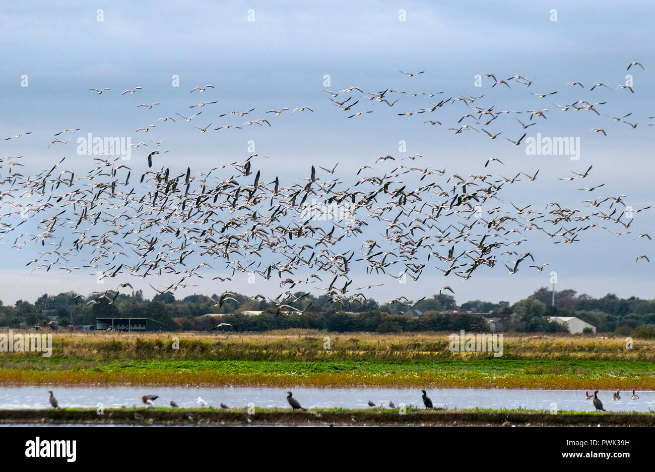 16 Geese Hi Res Stock Photography And Images Alamy