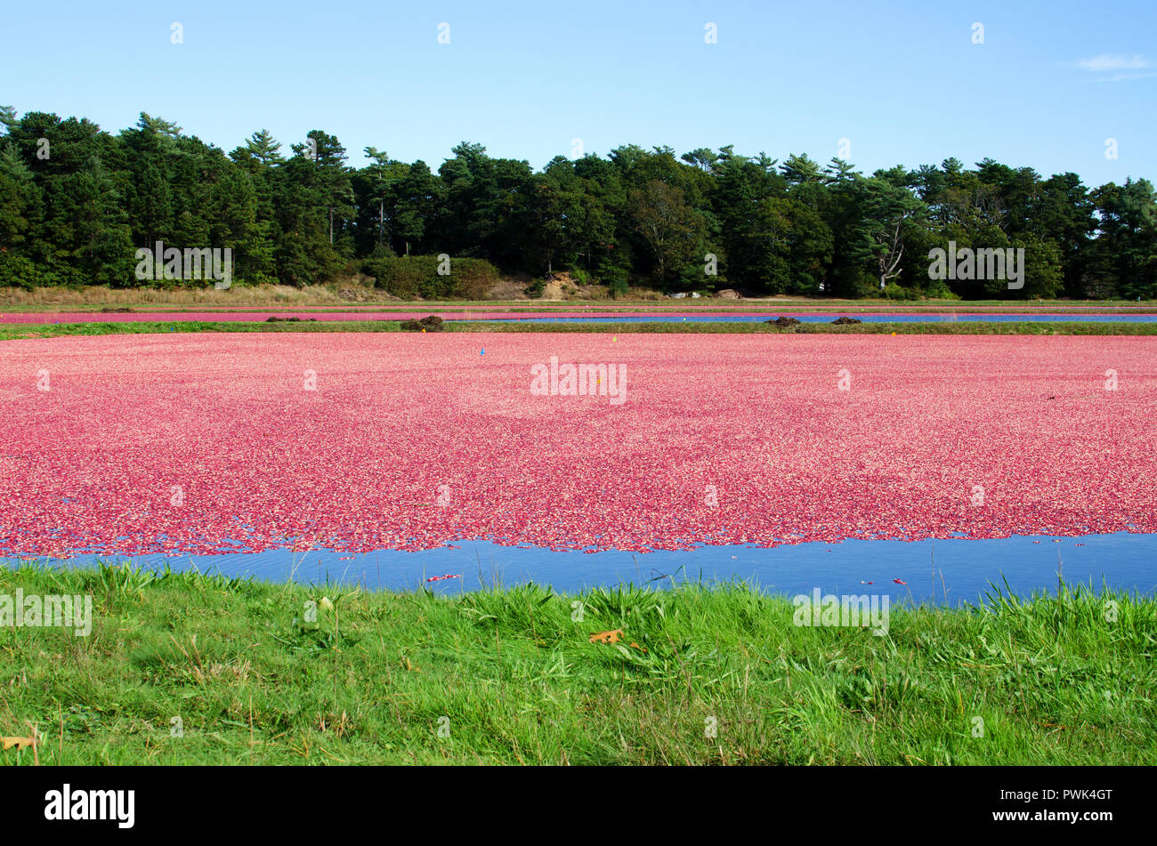Wareham, Massachusetts, USA, 16 October, 2018, Cranberry bogs which have been flooded with the floating ripe, red cranberries ready to harvest. Credit Line: Michael Neelon/Alamy Live News Stock Photo
