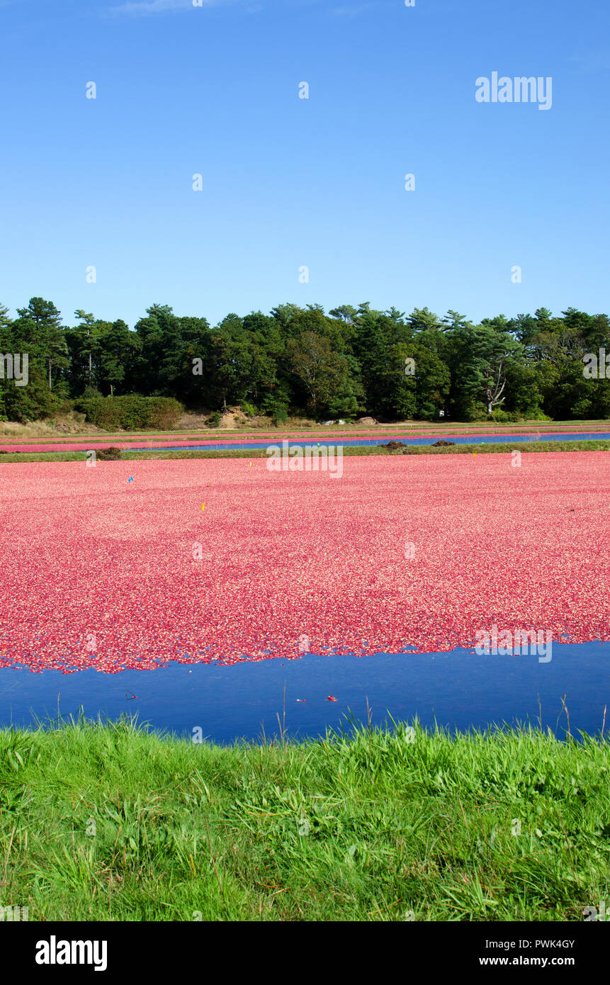 Wareham, Massachusetts, USA, 16 October, 2018 Cranberry bogs which have been flooded with the ripe, red cranberries floating on the surface ready for harvesting. Credit Line: Michael Neelon/Alamy Live News Stock Photo