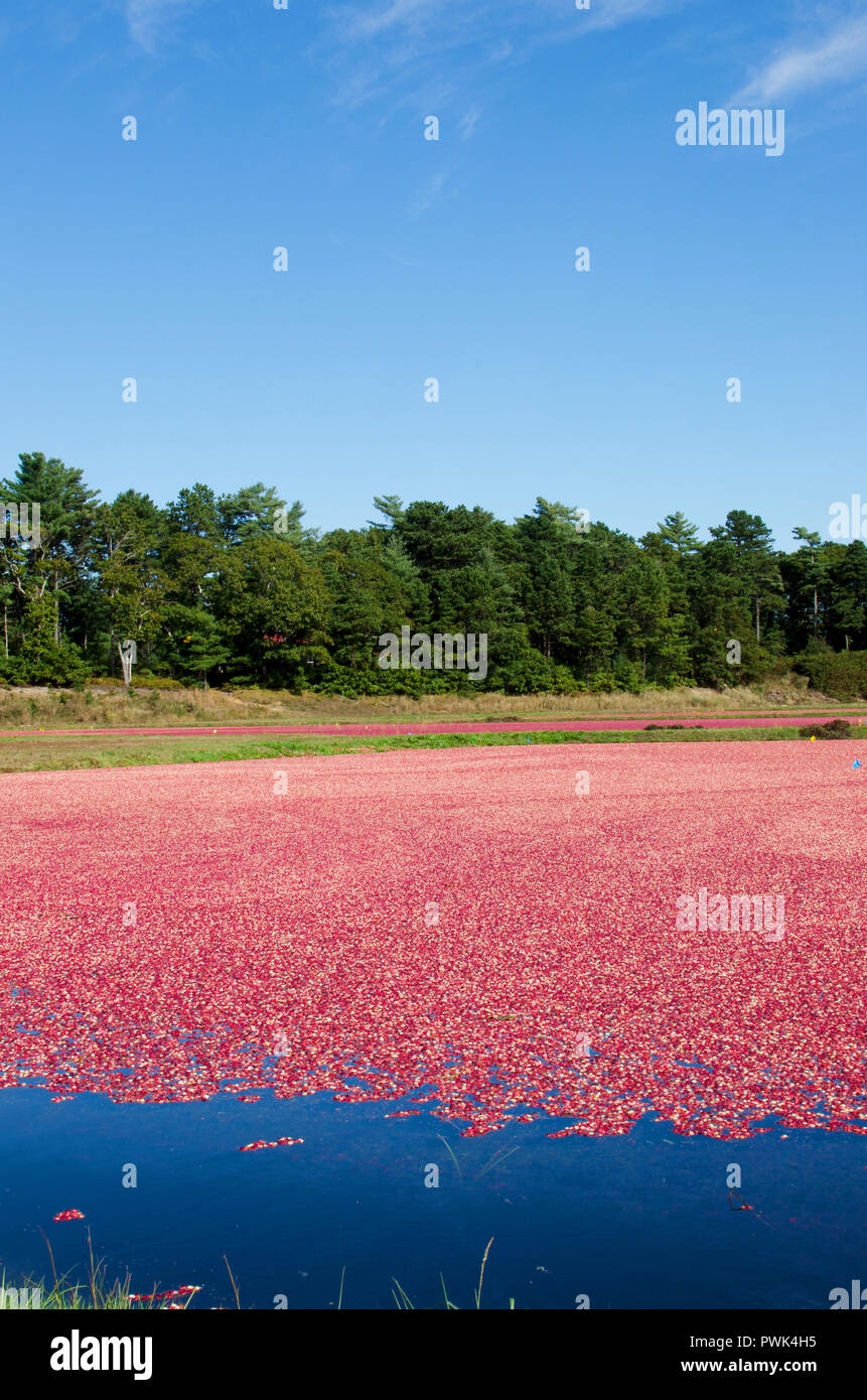 Wareham, Massachusetts, USA, 16 October, 2018, Cranberry bogs which have been flooded with the ripe, red cranberries floating on the surface ready for harvesting. Credit Line: Michael Neelon/Alamy Live News Stock Photo