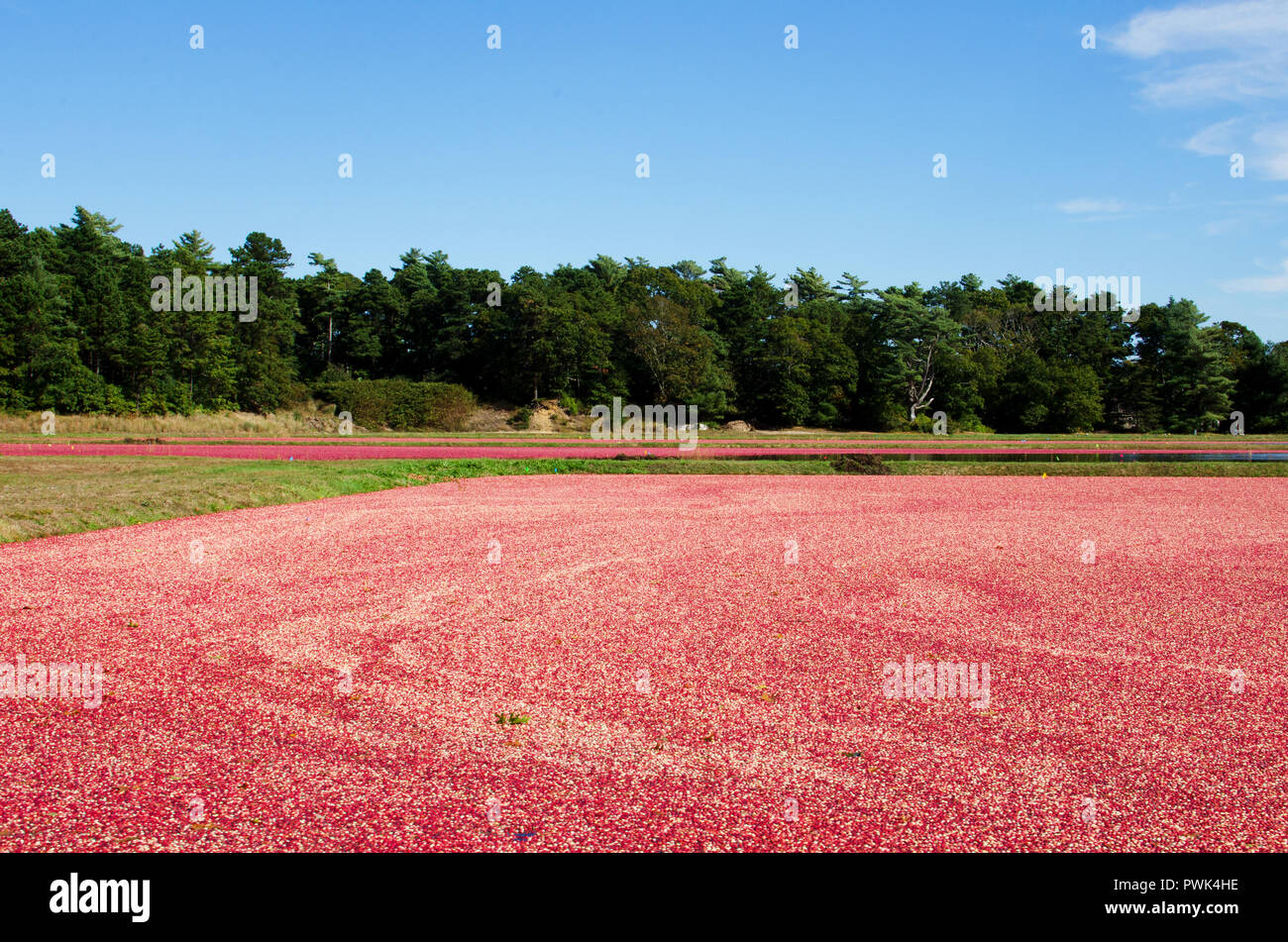 Wareham, Massachusetts, USA, 16 October, 2018, Cranberry bogs which have been flooded with red, ripe, cranberries floating on surface ready for harvesting. Credit: Michael Neelon/Alamy Live News Stock Photo