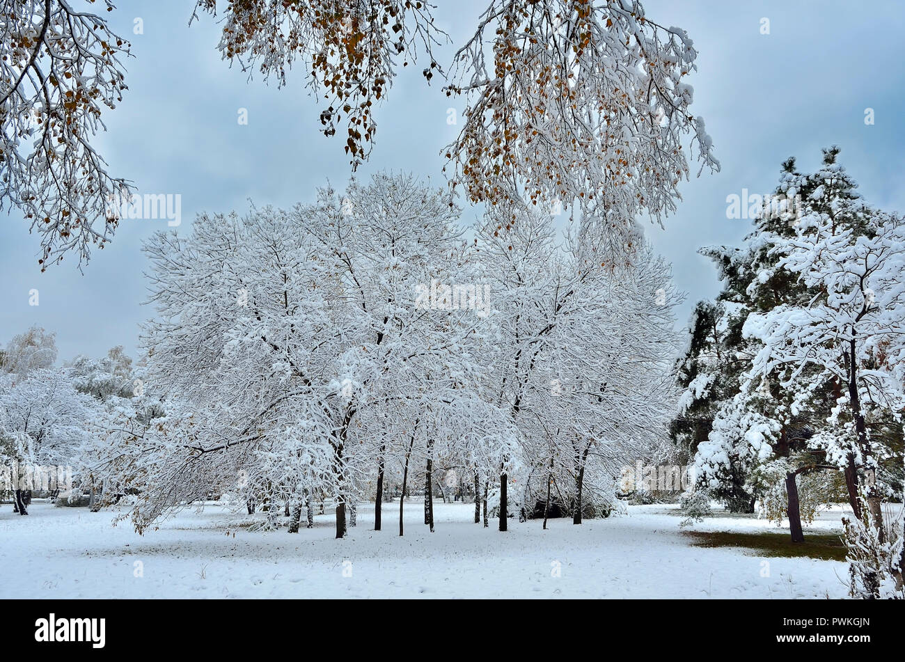 Autumn city park under first fluffy snow. Winter landscape. Tree branches with snow covered foliage at foreground Stock Photo