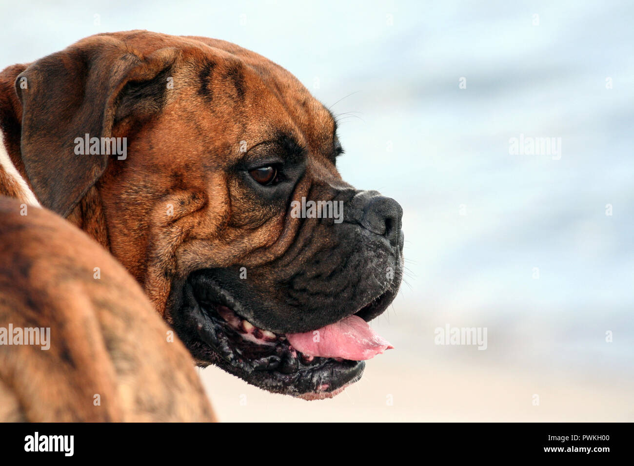 dog of breed is a german boxer of brown color with stripes, photo from behind, part of the body in frame, muzzle is turned in profile, brown eyes and Stock Photo