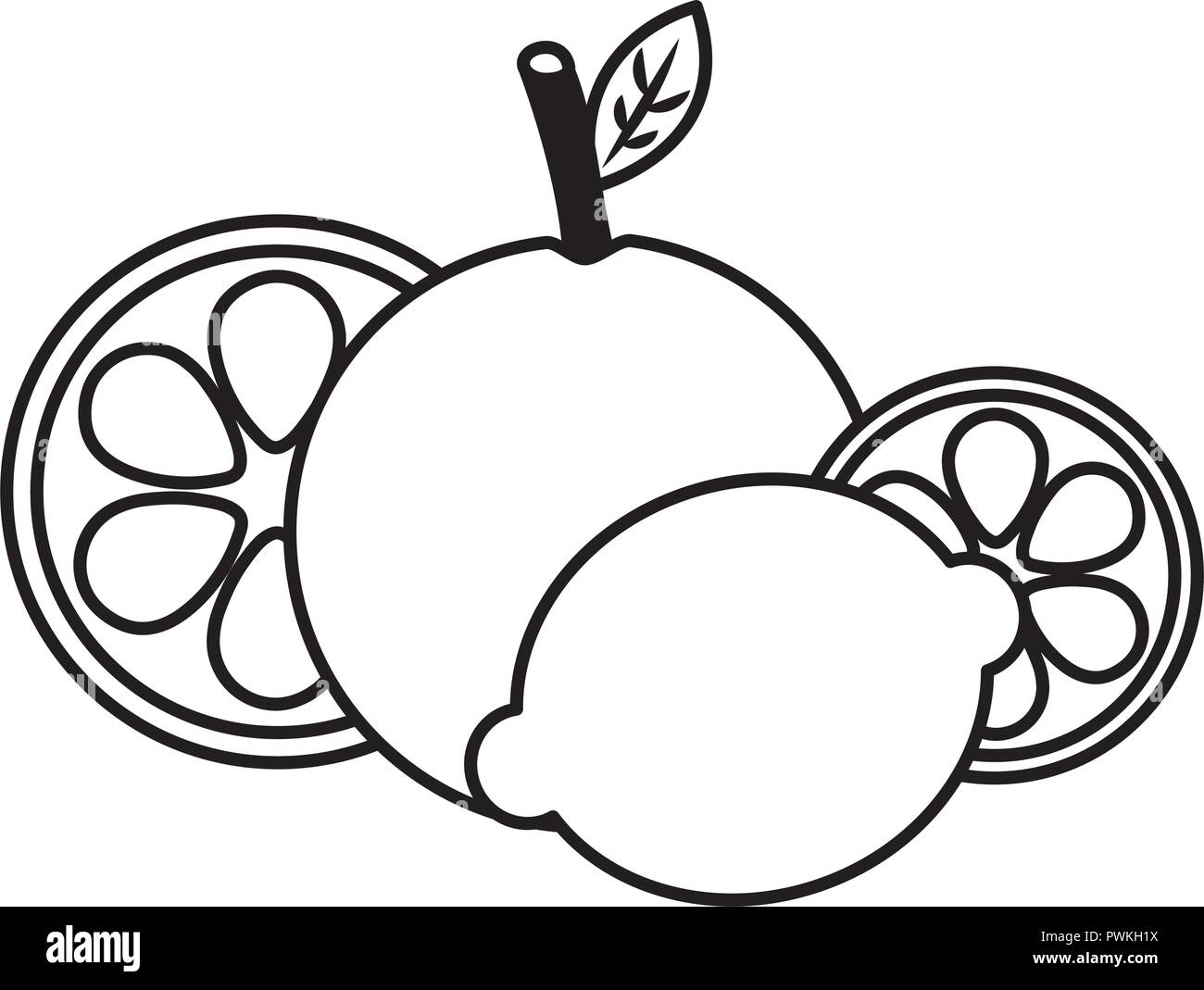 fruits fresh organic citrus orange lemon vector illustration outline ...