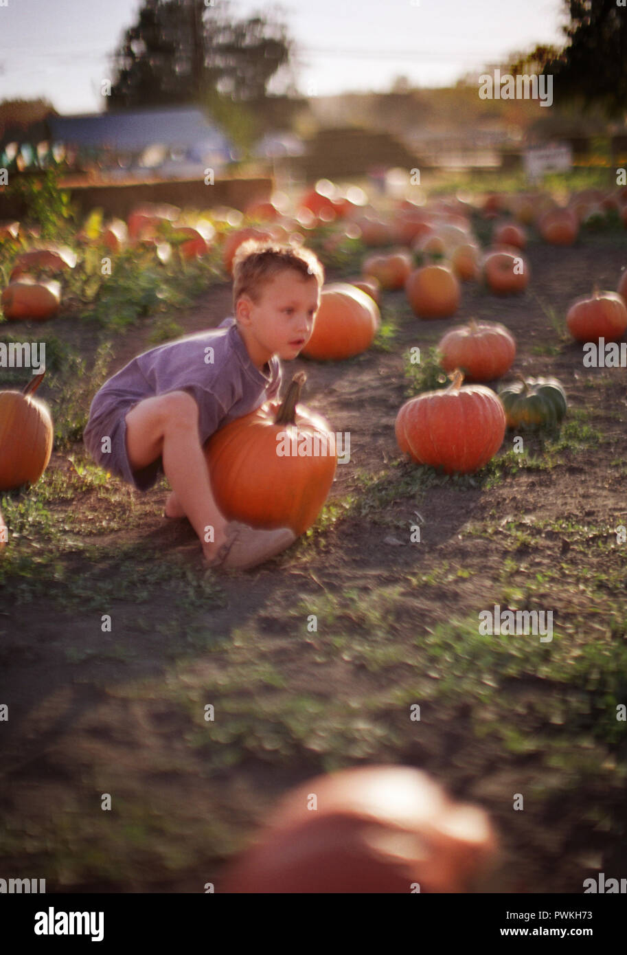 At the pumpkin patch Stock Photo - Alamy