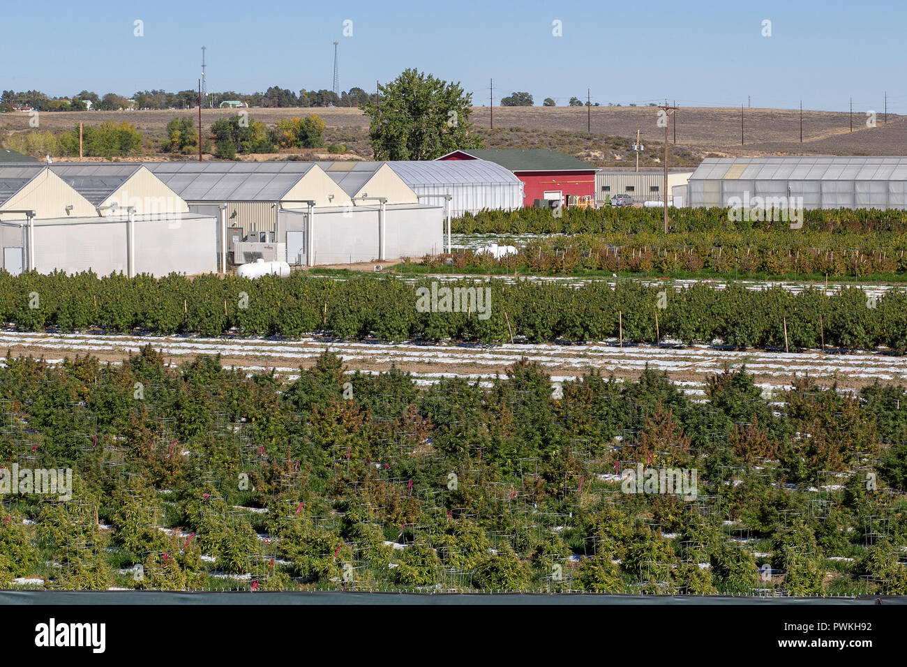 Outdoor legal cannabis or marijuana farm at harvest time near Pueblo, Colorado.Licensed by the state of Colorado since 2014. Stock Photo