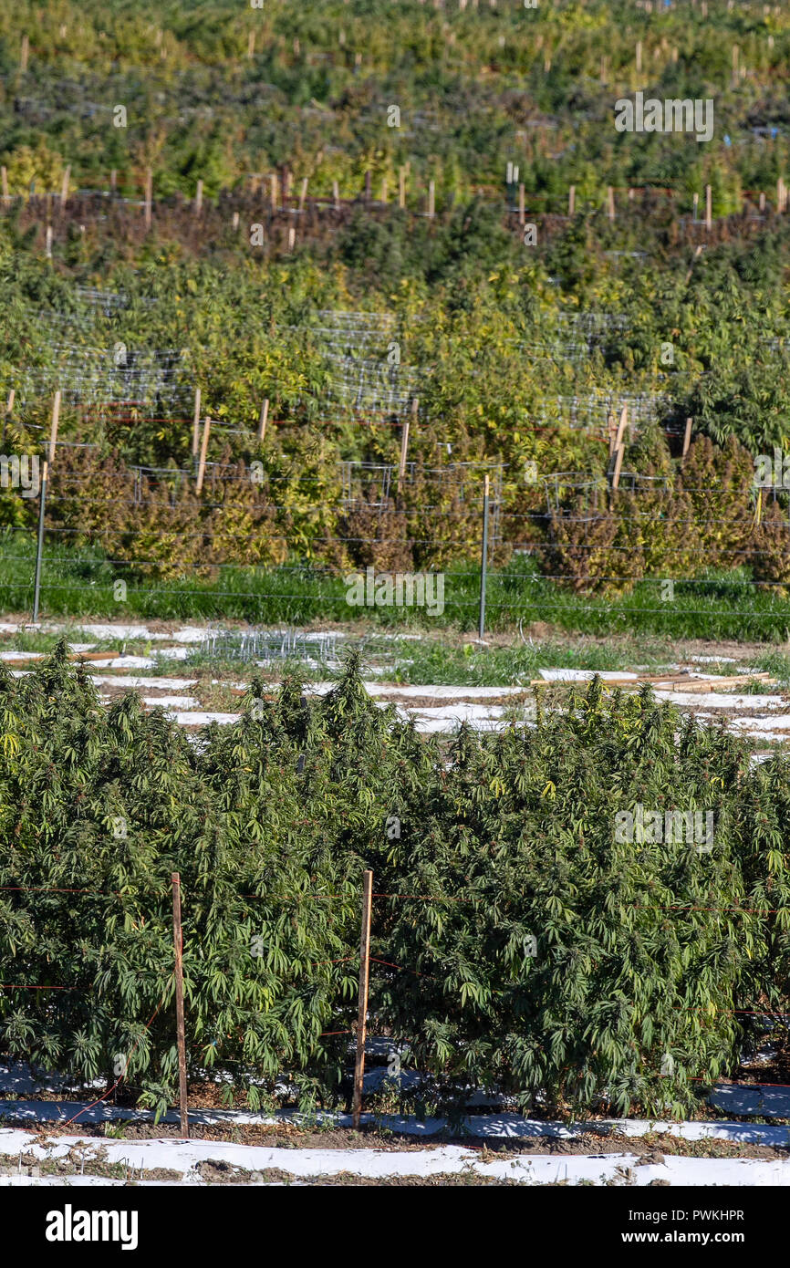 Outdoor legal cannabis or marijuana farm at harvest time near Pueblo, Colorado.Licensed by the state of Colorado since 2014. Stock Photo
