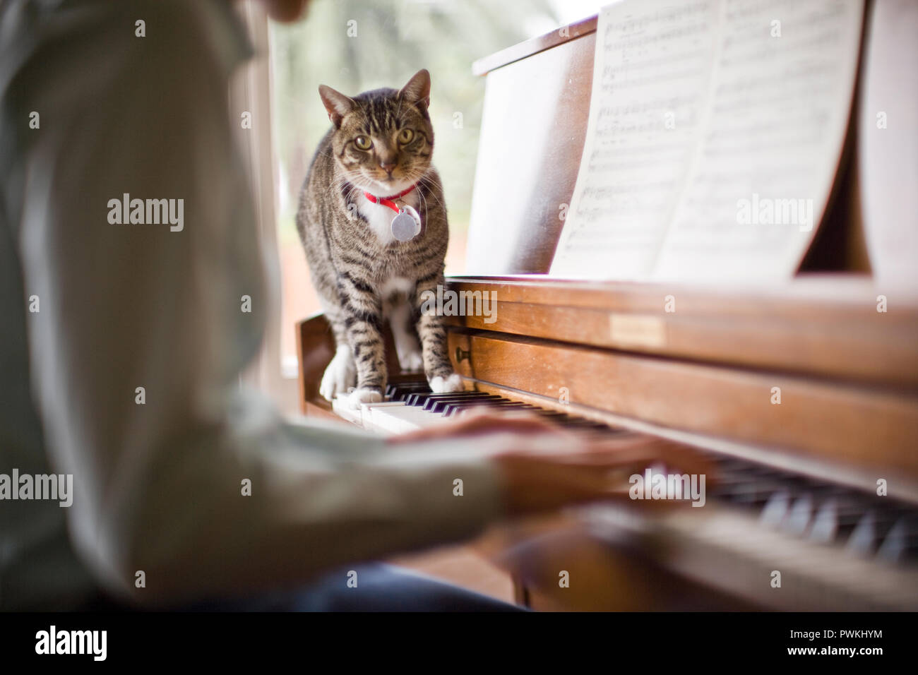 Portrait of a cat walking along piano keys while a pianist tries to