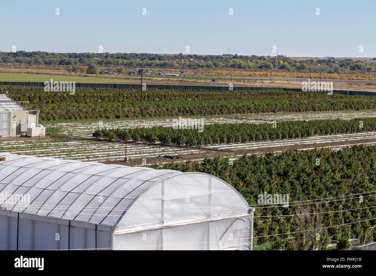 Outdoor legal cannabis or marijuana farm at harvest time near Pueblo, Colorado.Licensed by the state of Colorado since 2014. Stock Photo