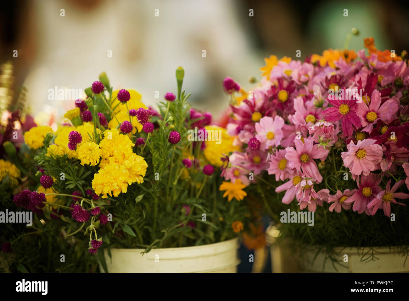 Cut flowers sitting in buckets Stock Photo Alamy