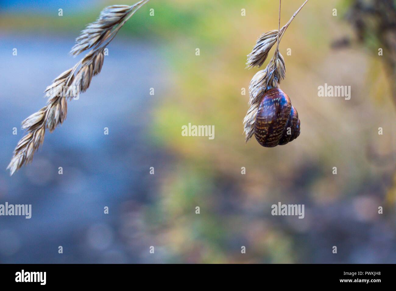 On the ear of a dry field plant sits a snail. Autumn time gives colorful hues to the background, such as blue, yellow and green. Stock Photo