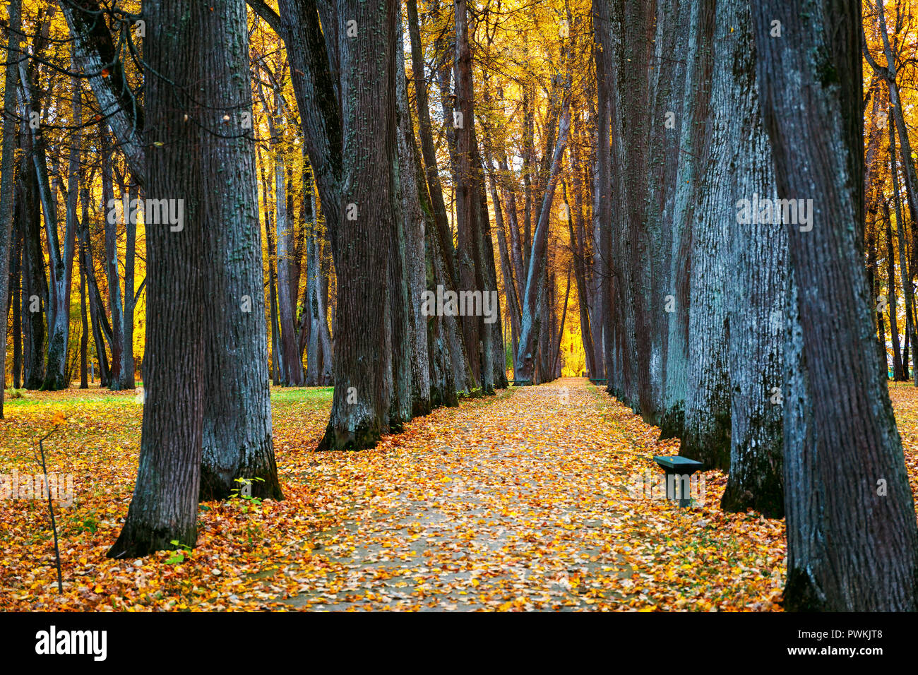 Beautiful autumn alley of trees in the park 'Spasskoe-Lutovinovo', Russia, Orel region Stock Photo